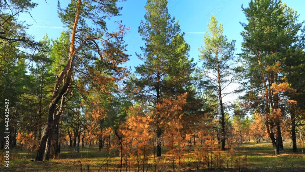 custom made wallpaper toronto digitalPine forest shot in time laps. Yellowing autumn leaves. Blue sky overhead. A light breeze shakes the tree crowns. Pure nature untouched by man.
