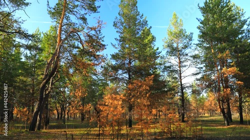 Pine forest shot in time laps. Yellowing autumn leaves. Blue sky overhead. A light breeze shakes the tree crowns. Pure nature untouched by man.