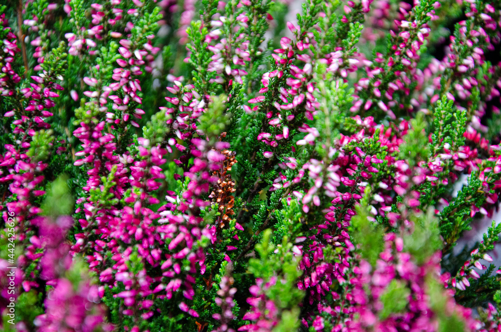 Flores en Amsterdam