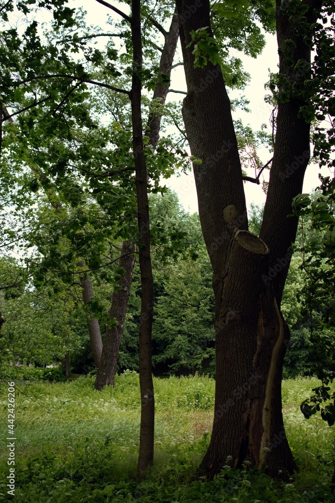 Obraz premium A tree with no visible leaves in a park in summer among grasses and other trees.