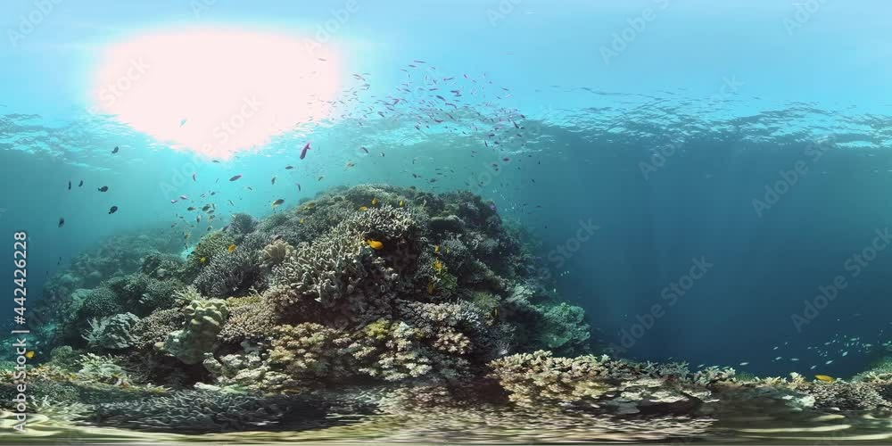 Beautiful underwater world with coral reef and tropical fishes. Colourful tropical coral reef. Philippines. Travel vacation concept 360VR Video. Beautiful underwater world with coral reef and tropical fishes. Colourful tropical coral reef. Philippines. Travel vacation concept 360VR Video.
