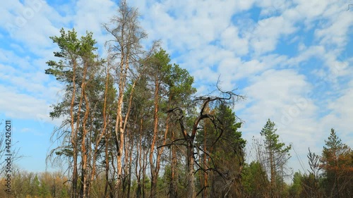 A wide meadow with tall pines in the center, filmed in time laps. Green grass around. Blue sky. Pure nature untouched by man. Peace and quiet.