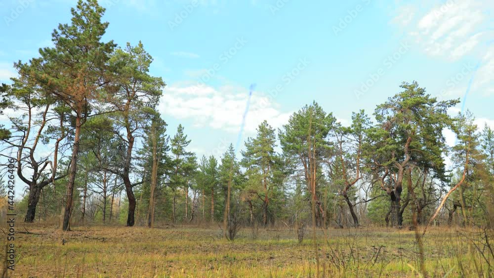 Pine trees on a green meadow, shot in time laps. Yellowing autumn leaves. Blue sky overhead. A light breeze shakes the tree crowns. Pure nature untouched by man. Pine trees on a green meadow, shot in time laps. Yellowing autumn leaves. Blue sky overhead. A light breeze shakes the tree crowns. Pure nature untouched by man.