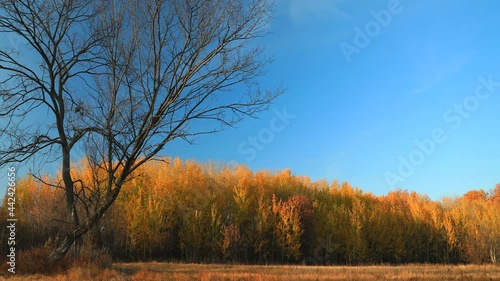 The edge of a birch forest near a wide clearing filmed in time lapse. Autumn colors. Red forest in the rays of the evening sun under a clear blue sky.