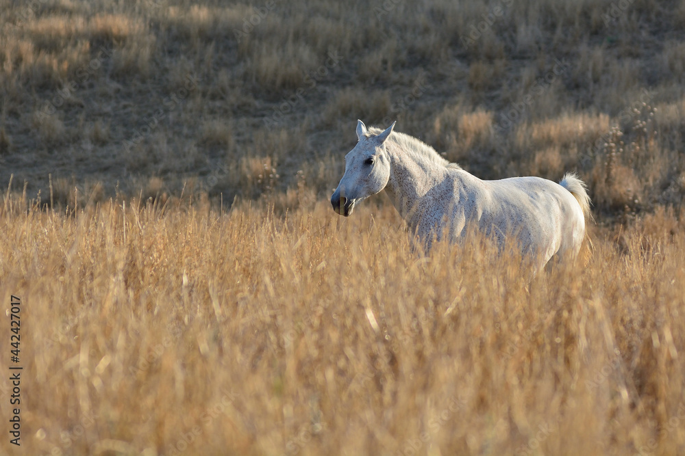 horse in the field horse in the field