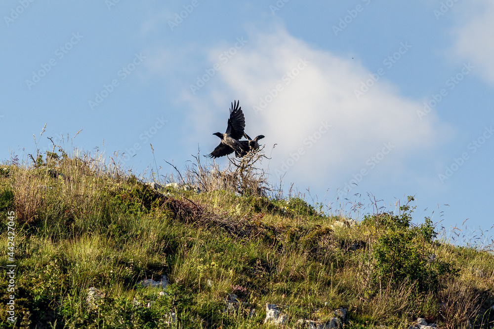 A crow on a wooden pole