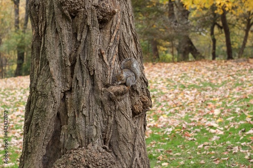 Squirrel playing on a tree in the park