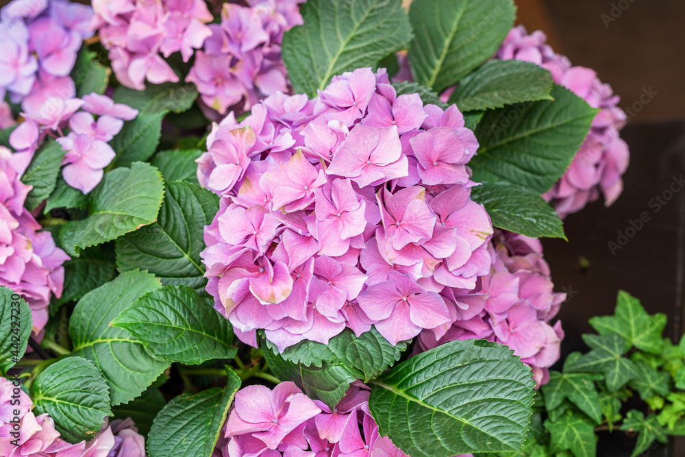 Pink hydrangea, hortensia, bright flower head close-up Pink hydrangea, hortensia, bright flower head close-up