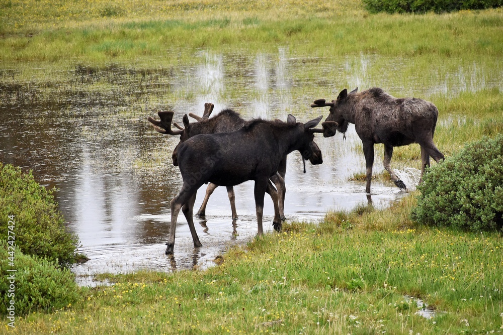 Moose by a pond