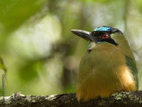 Closeup of Blue-Crowned Motmot (Momotus momota) in tree Ecuador photo