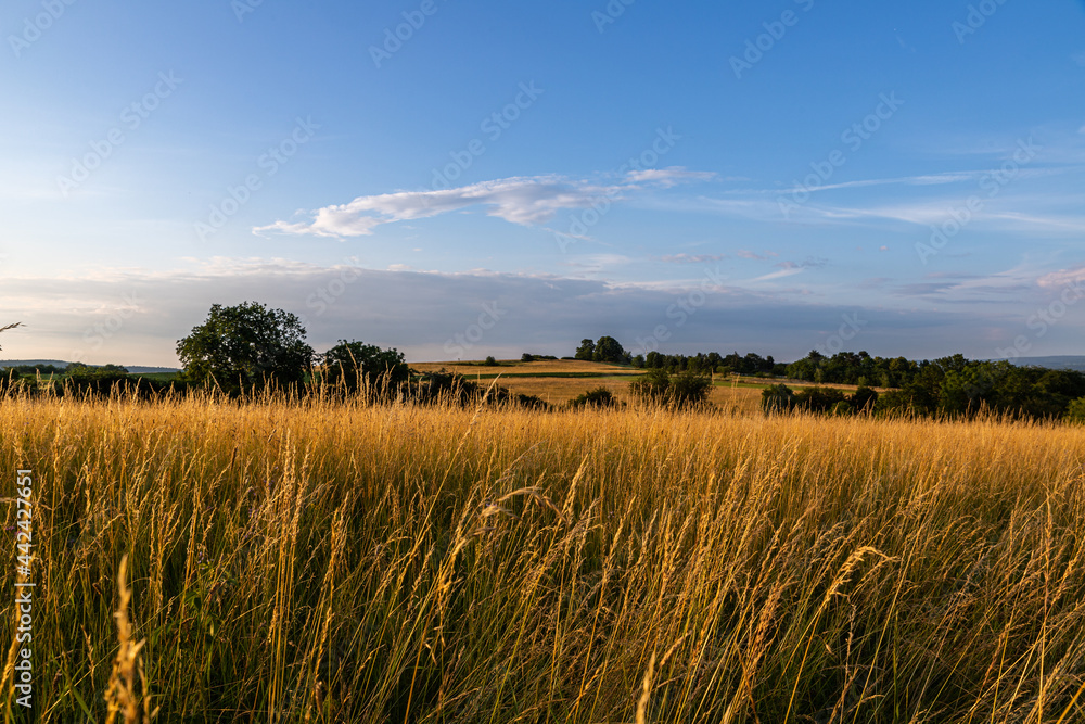 wheat field in the morning