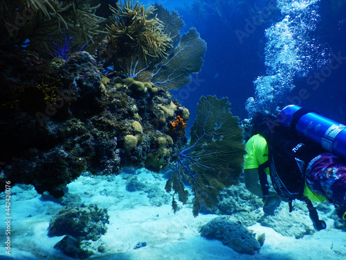 Fototapeta Naklejka Na Ścianę i Meble -  Diver swimming into beautiful sea scene on a reef with coral and sea fans