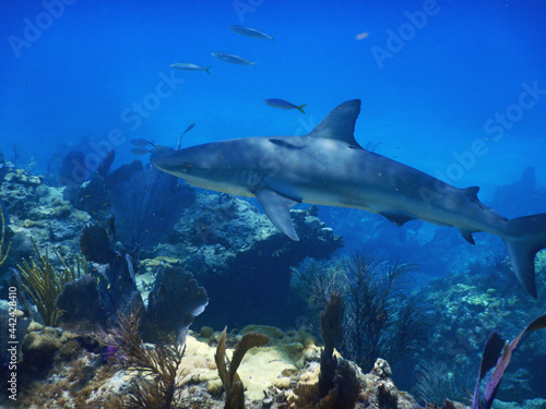 Shark on a reef with fish © Brookster