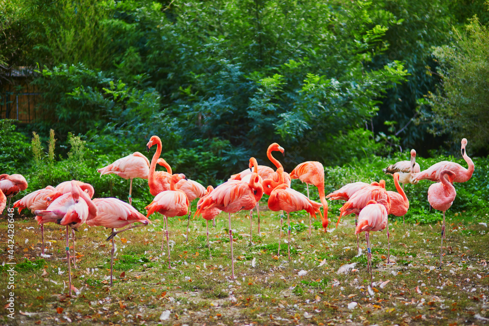Obraz premium Many pink flamingoes in zoo of Jardin des Plantes, Paris