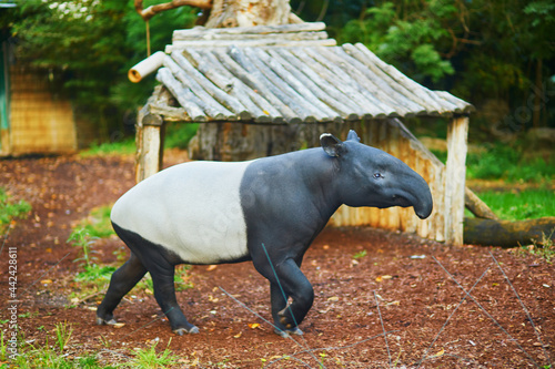 Malayan tapir in zoo in Paris, France photo