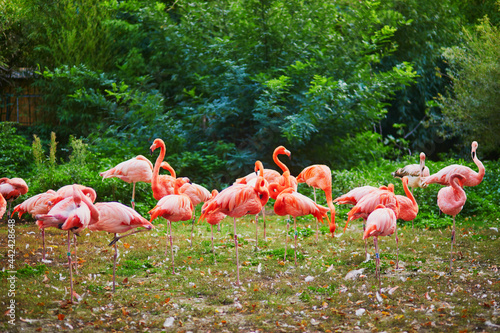 Many pink flamingoes in zoo of Jardin des Plantes, Paris