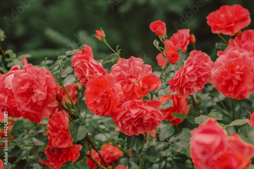 bush of red roses in summer time in country.