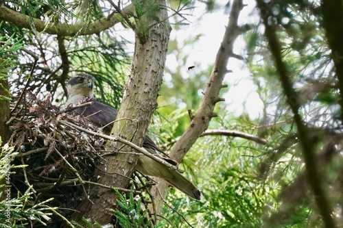 northern goshawk in the forest © Matthewadobe