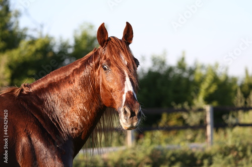 Portrait of a chestnut horse in a pasture on summer evening. Red stallion closeup. Horse in a grass field