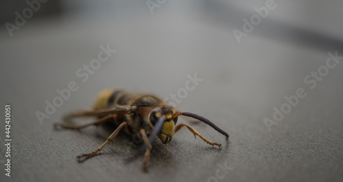 bee