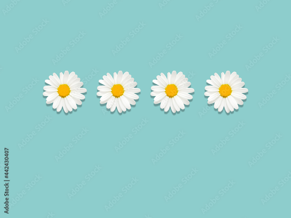 Chamomiles Top view photo in minimal style Four blooming daisy flowers on light blue background Chamomiles Top view photo in minimal style Four blooming daisy flowers on light blue background