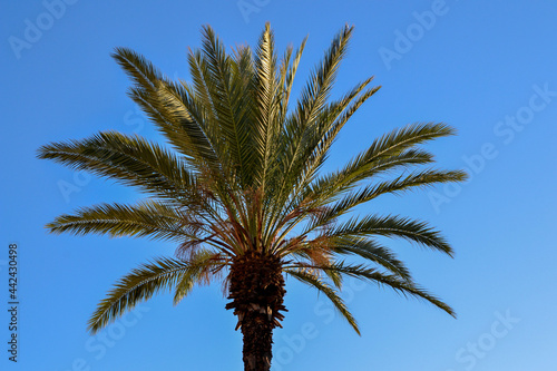 palm tree at blue sunny day