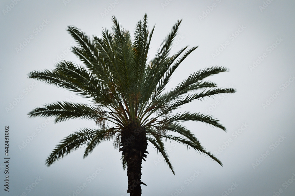 Fototapeta premium palm tree in very rainy day