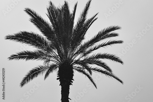 palm tree in rainy day