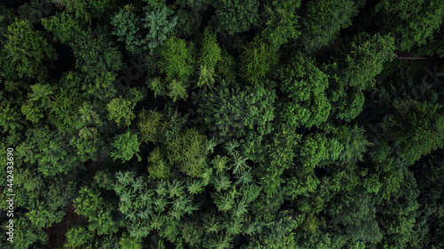 Flight over a dense forest - wonderful nature - landscape photography