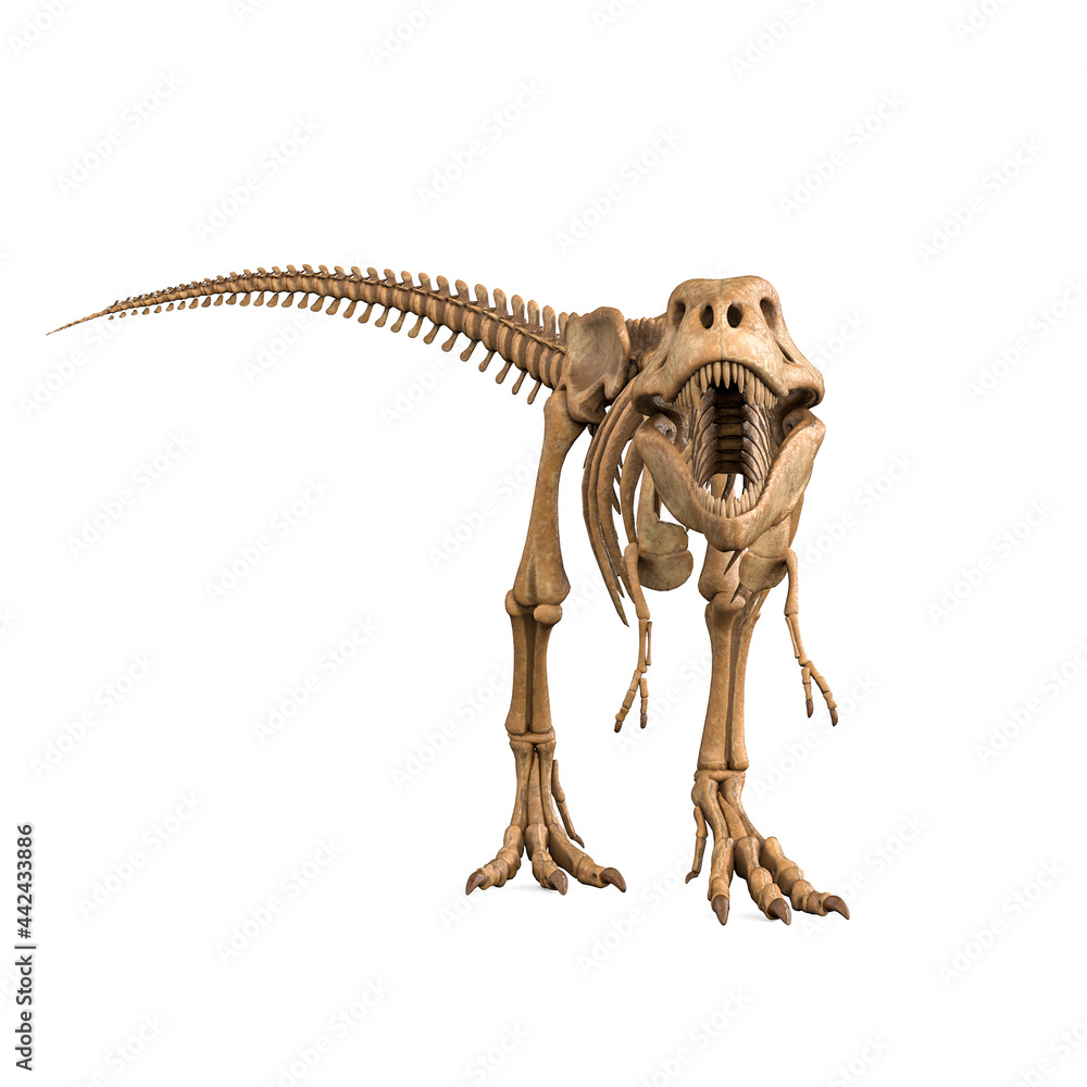 tyrannosaurus skeleton is coming in white background tyrannosaurus skeleton is coming in white background