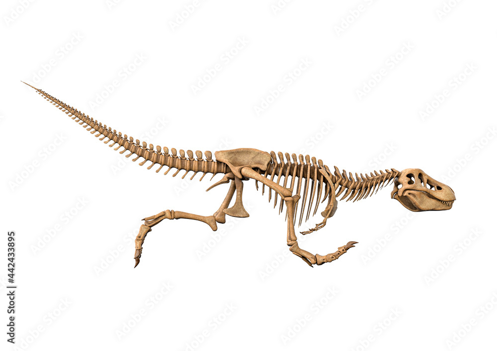 tyrannosaurus skeleton is running crouch in white background