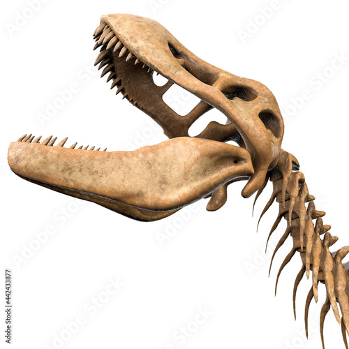 tyrannosaurus skeleton is calling the others in white background close up view