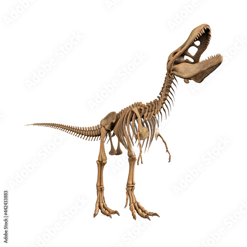 tyrannosaurus skeleton is calling the others in white background
