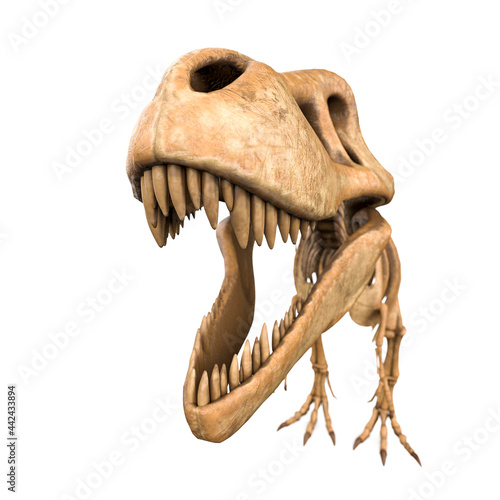 tyrannosaurus skeleton in white background