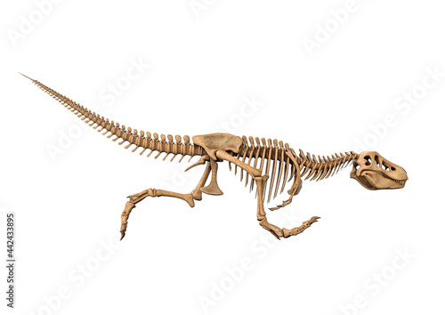 tyrannosaurus skeleton is running crouch in white background © DM7