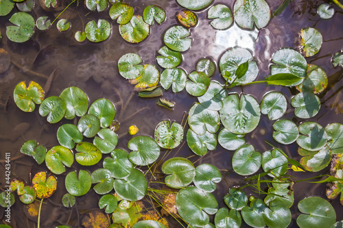 Birds Eye of Lily Pads