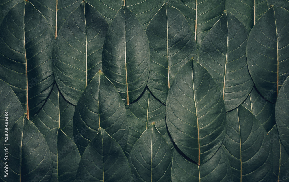 Obraz premium beautiful background with the image of tree leaves. marco photo leaflet. nature.