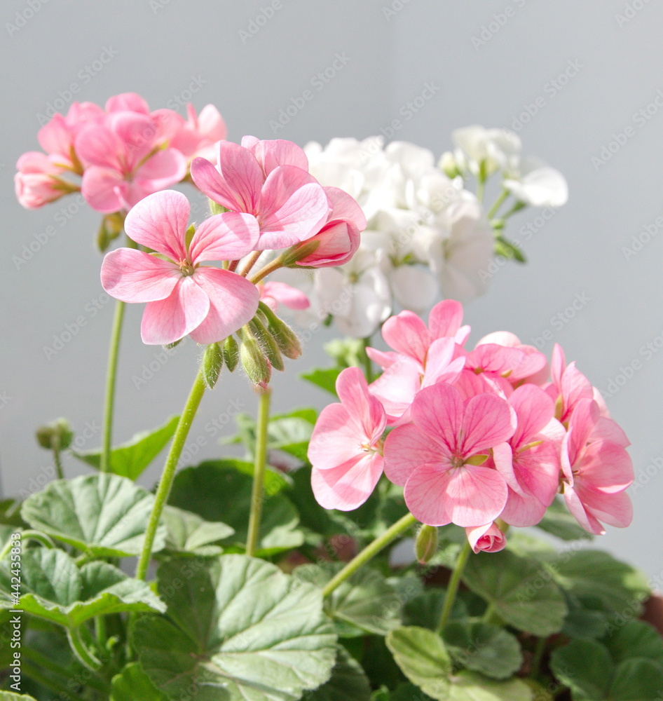 Mixed red, salmon garden pelargoniums - Geranium Zonal, Pelargonium hortorum on grey background Mixed red, salmon garden pelargoniums - Geranium Zonal, Pelargonium hortorum on grey background