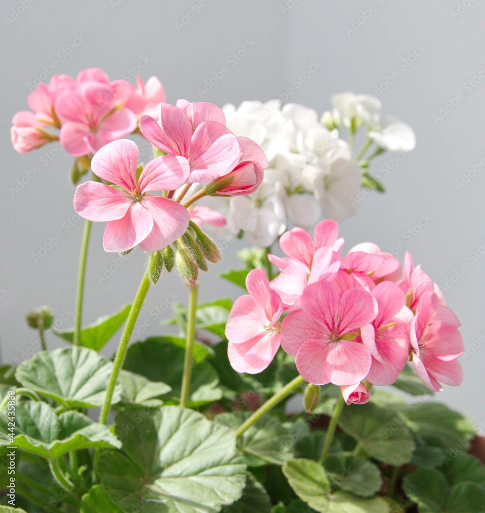 Mixed red, salmon garden pelargoniums - Geranium Zonal, Pelargonium hortorum on grey background