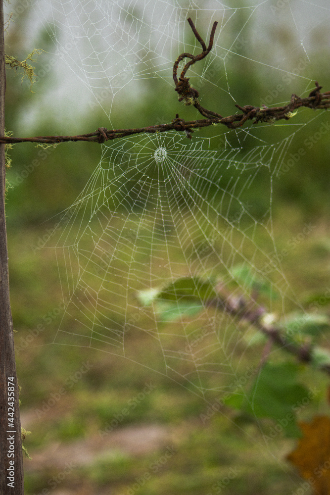 spider on web