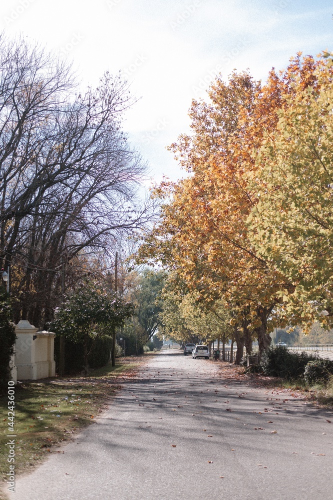 Naklejka premium autumn in the park