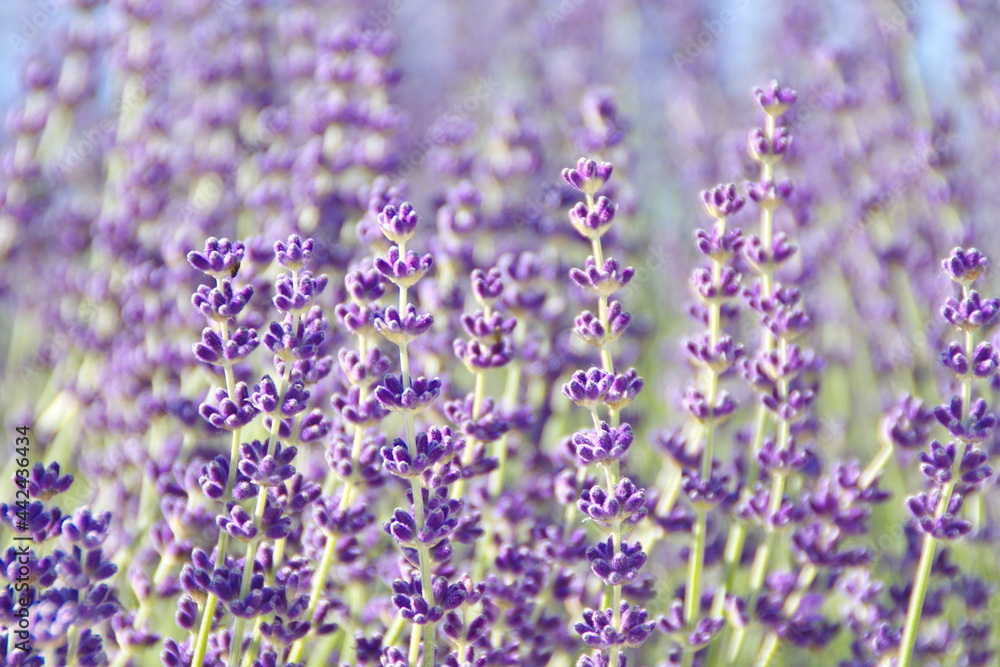 Fototapeta premium Field of Lavender, Lavandula angustifolia, Lavandula officinalis 