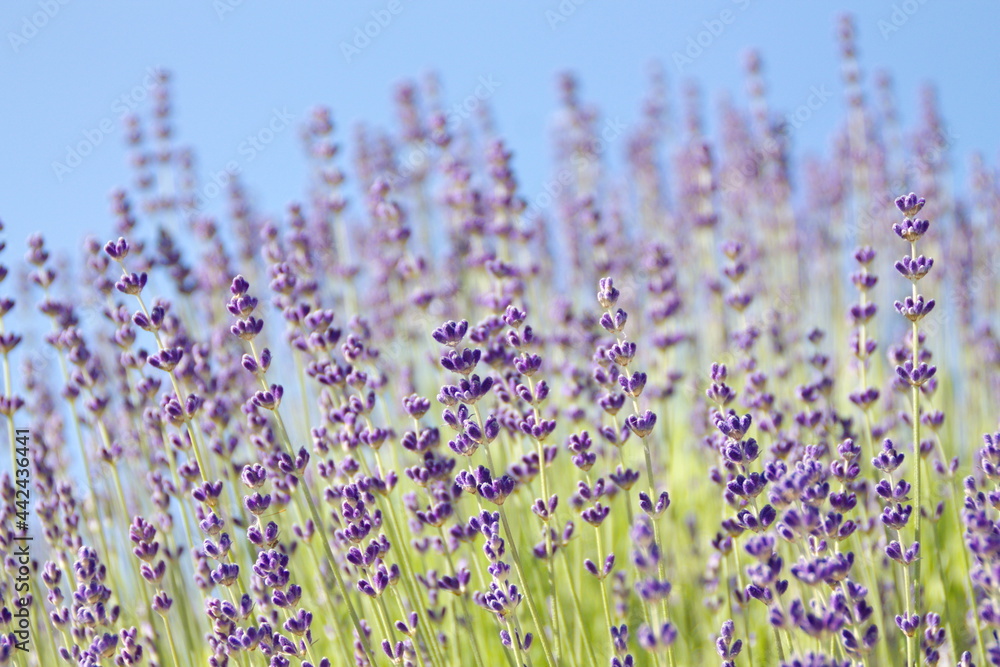 Naklejka premium Field of Lavender, Lavandula angustifolia, Lavandula officinalis 