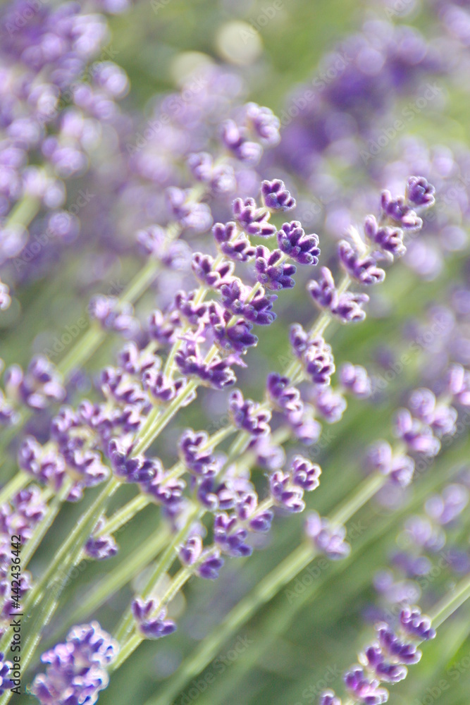 Fototapeta premium Field of Lavender, Lavandula angustifolia, Lavandula officinalis 