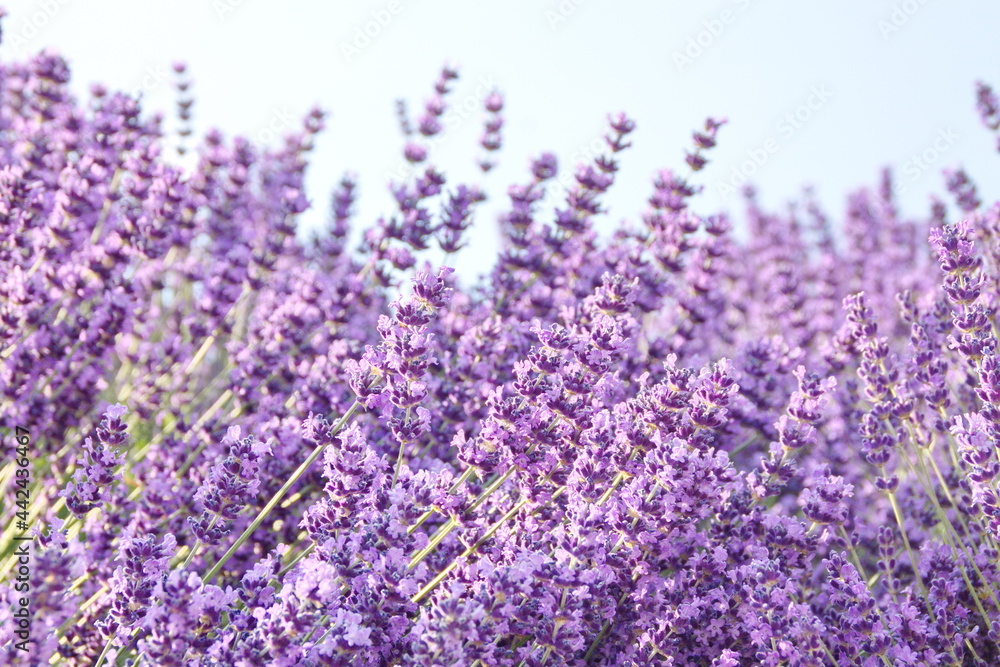 Obraz premium Field of Lavender, Lavandula angustifolia, Lavandula officinalis 