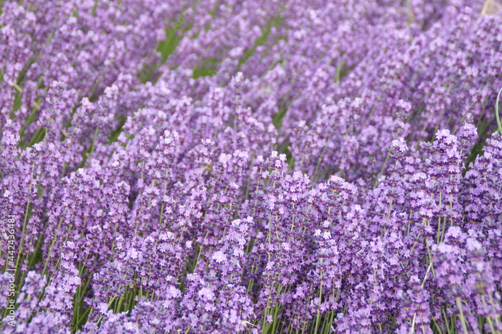 Obraz premium Field of Lavender, Lavandula angustifolia, Lavandula officinalis 