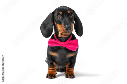 Portrait of lovely obedient dachshund puppy wearing pink festive bow tie around neck sitting in anticipation, front view, isolated on white background. © Masarik