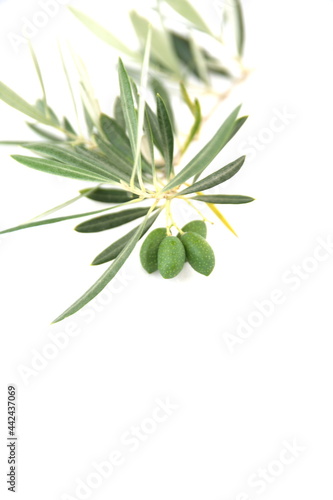 Branch of  olive with fruits,  mediterranean olive tree, Olea europeana sylvestris  on white background