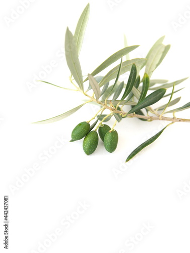 Branch of olive with fruits, mediterranean olive tree, Olea europeana sylvestris on white background