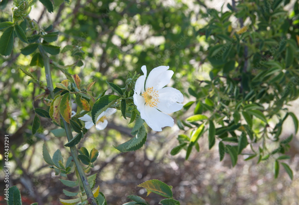 Fototapeta premium White rose hip, rose haw, morning light